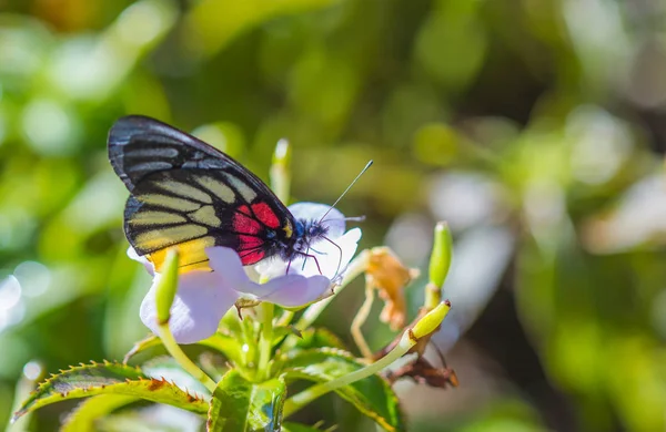 Petit papillon sur fleur blanche — Photo