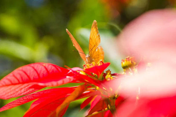 Pequena borboleta em flor poinsettia — Fotografia de Stock
