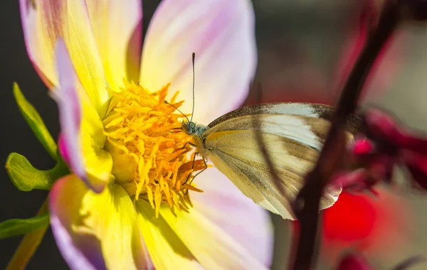 Yabani çiçeğin üzerindeki küçük kelebek — Stok fotoğraf