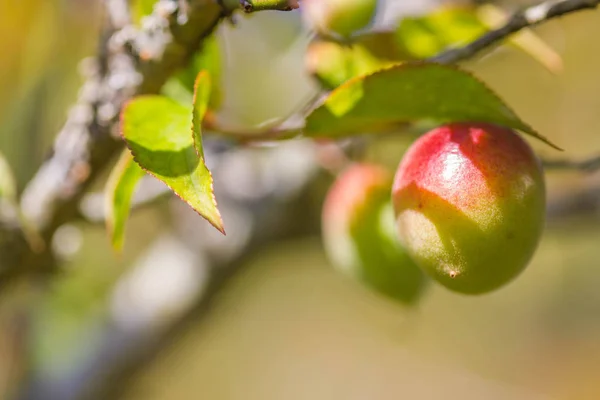 Little young plum on branch — Stock Photo, Image