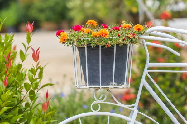 Cute orange common Purslane on pot selective focus ロイヤリティフリーのストック画像