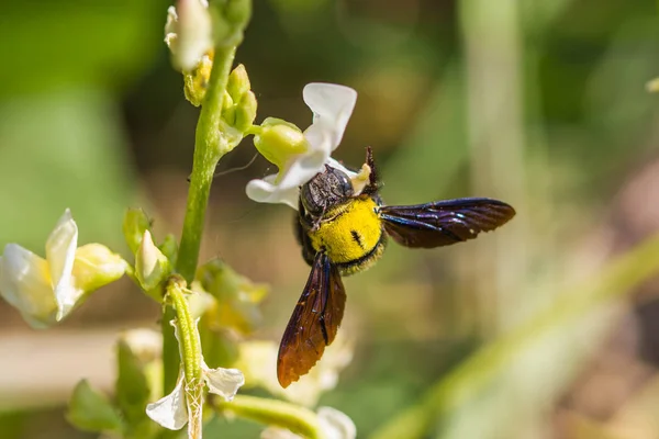 Cute carpenter bee on white flower — Stockfoto