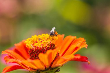 Zinnia çiçeğinin üzerindeki küçük arı