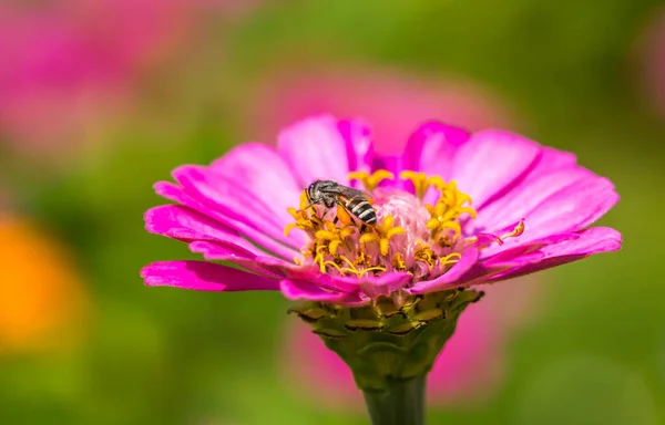 Маленькая Пчела Цветке Зиннии — стоковое фото