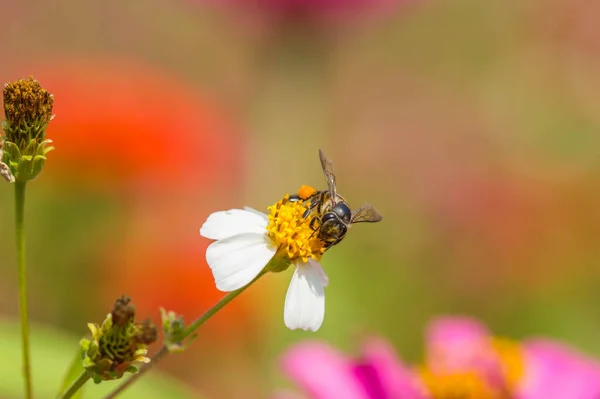 Маленькая Пчела Диком Цветке — стоковое фото