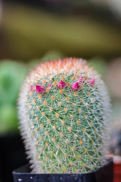 Carino Cactus Fuoco Selettivo — Foto Stock