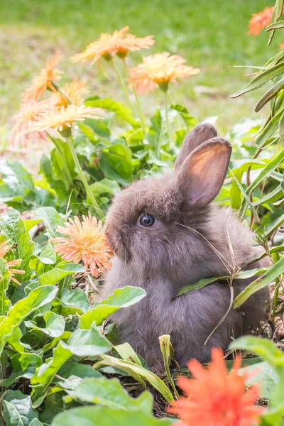 Lindo Conejo Naturaleza Fondo — Foto de Stock