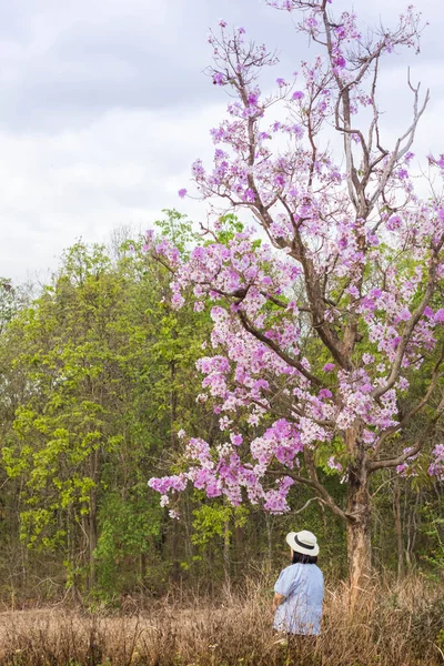 Женщина Стоит Фиолетовым Цветочным Деревом — стоковое фото