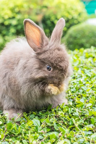 Lindo Conejo Naturaleza Fondo — Foto de Stock