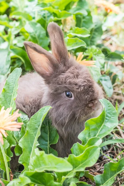 Lindo Conejo Naturaleza Fondo — Foto de Stock