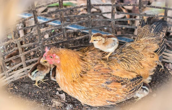 cute hen and chick   in coop