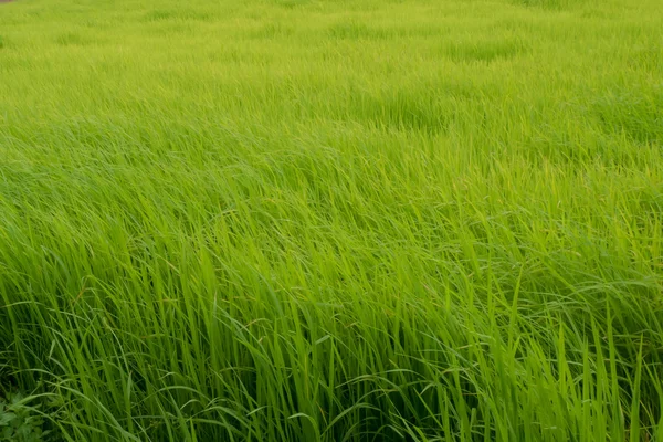 Simple rice field texture — Stock Photo, Image