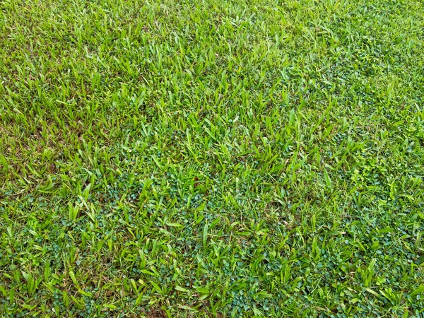 Grass garden texture — Stock Photo, Image