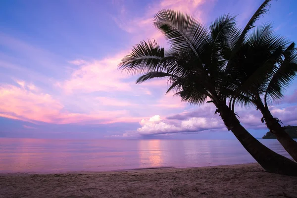 Çift Hindistan cevizi ağacı