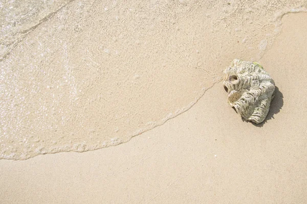 Muschel auf Sand am Strand und Welle — Stockfoto