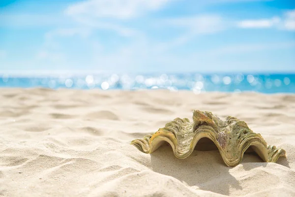Muschel auf Sand am Strand und blauem Himmel und Bokeh Meer. — Stockfoto