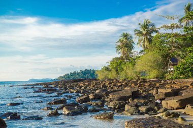 Adası ve deniz Sahili ve Hindistan cevizi ağacı