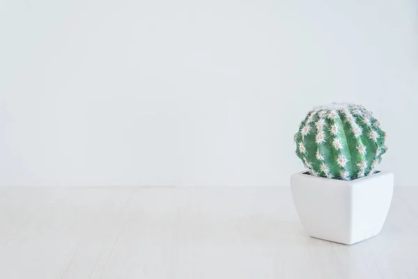 Sauberer Kaktusbaum als Hintergrund — Stockfoto