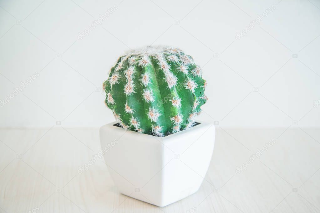 clean cactus tree on white pot on white wooden table