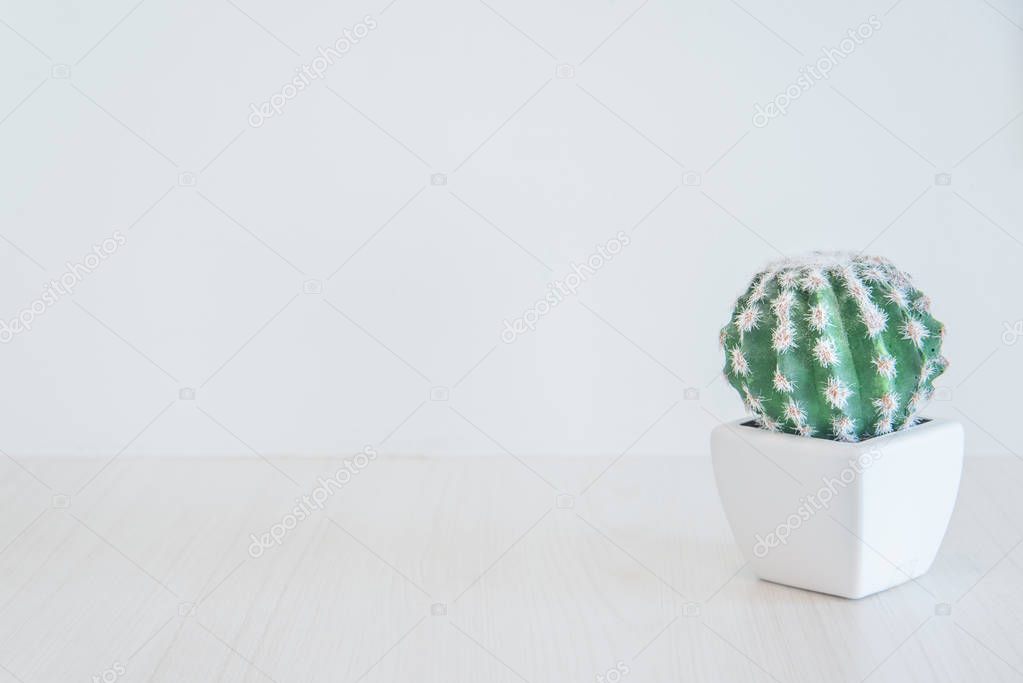 clean cactus tree as background