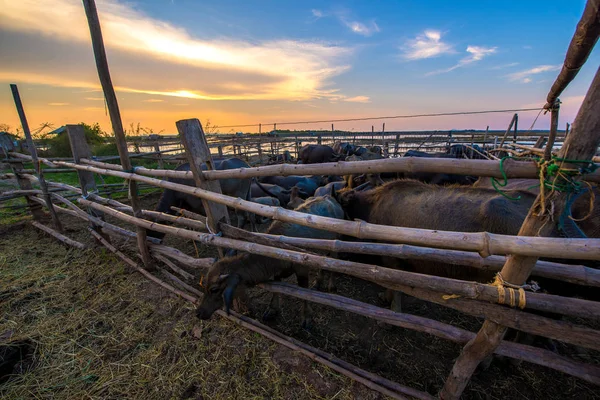 Tailandia búfalo en corral al atardecer —  Fotos de Stock