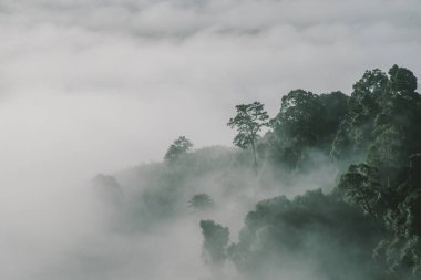 sis orman Tayland yüksek orman