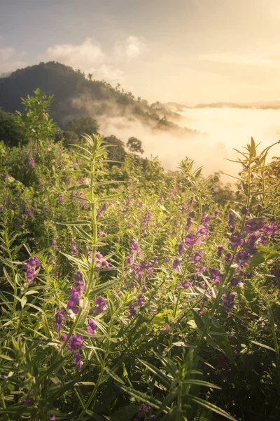 Blume und Nebel am Morgen — Stockfoto