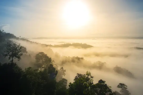 Baum im Wald und Nebel am Morgen — Stockfoto
