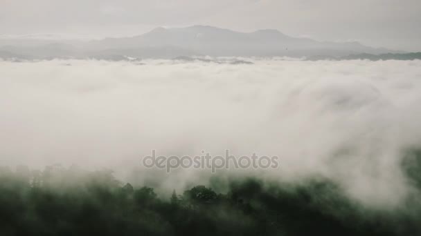 Κύμα ομίχλη πάνω από δάσος — Αρχείο Βίντεο