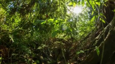 Hareket dolly zaman atlamalı ormanda vurdu