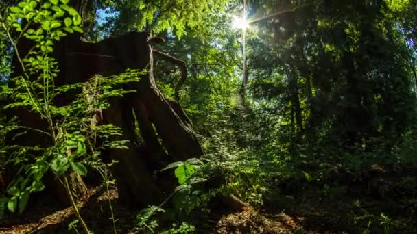 Motie dolly time-lapse schot in het bos — Stockvideo