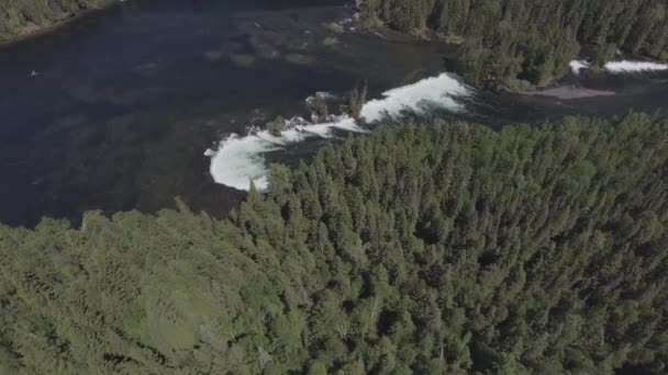 森の中の滝の空中ビュー — ストック動画