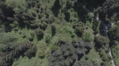 Yürüyüş parkurları ormandaki havadan görünümü