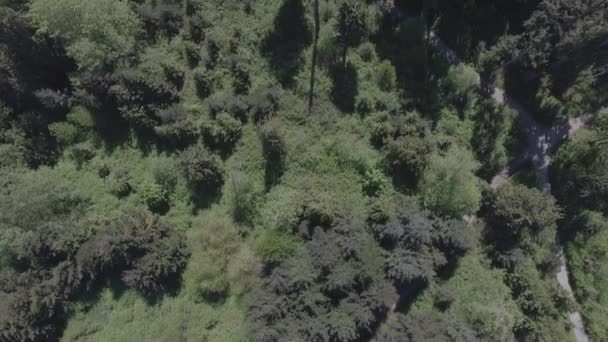 远足径在森林里的鸟瞰图 — 图库视频影像