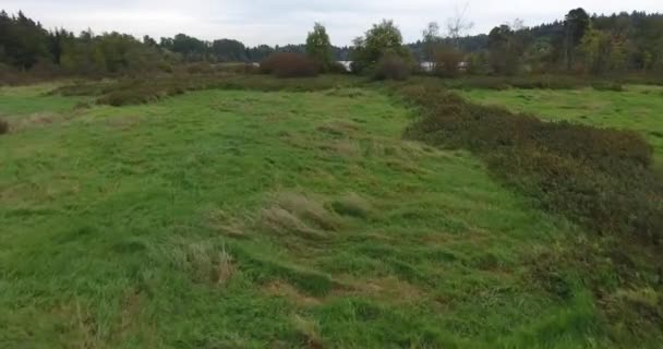 Letecký pohled na letící nad zeleným polem do jezera — Stock video