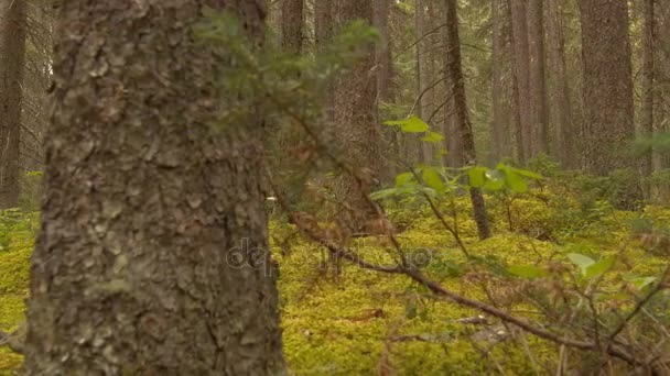 Dolly dejó un disparo en el bosque — Vídeo de stock