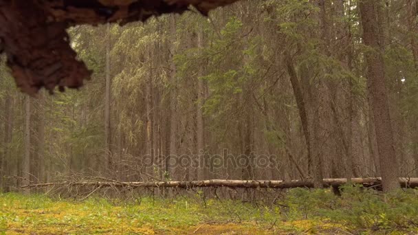 Долли стреляли под деревом в лесу — стоковое видео