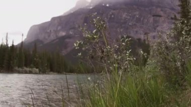 Dolly yukarı çekme odaktan ön çim Nehri çalışan ile dağ arka plan