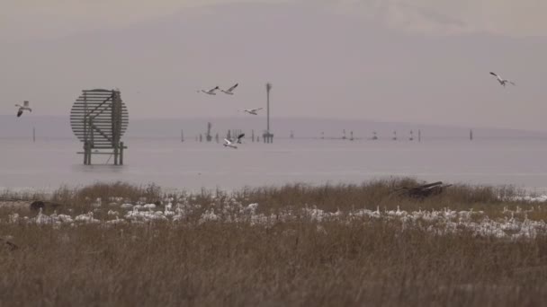 Birds along the coast — Stock Video