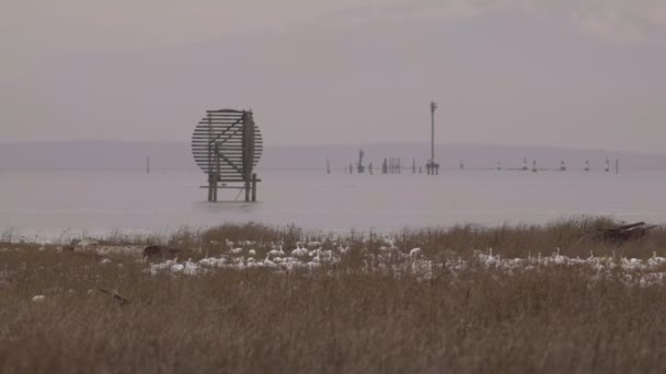 Birds along the coast — Stock Video