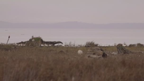 Ptáci na pobřeží na zatažené odpoledne — Stock video
