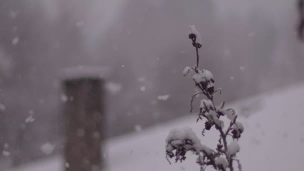 Nieve pesada con planta en primer plano y una chimenea borrosa en el fondo — Vídeos de Stock