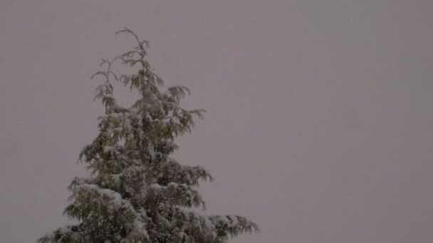 Chute de neige lourde avec un pin solitaire — Video