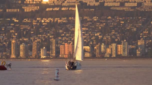 Vancouver - December 2016: Segelbåt segling i havet vid solnedgång med bostadshus i bakgrunden — Stockvideo