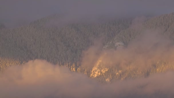 Nahaufnahme des schneebedeckten Bergwaldes bei Sonnenuntergang mit Vogelflugpass — Stockvideo