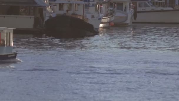 False Creek Ferries in Vancouver downtown — Stock Video