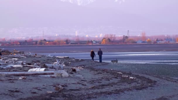 Couple walking dog along the beach — Stock Video