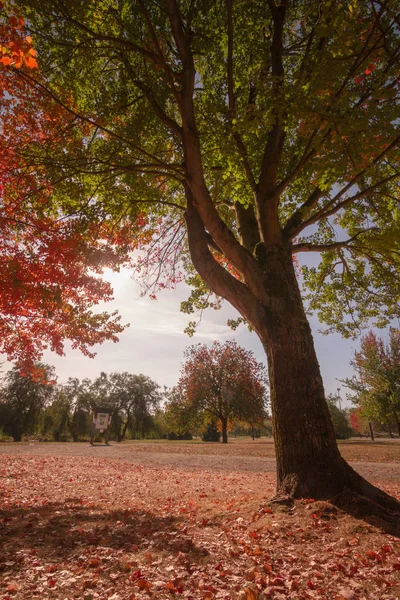 Fall Color Park — Stock Photo, Image