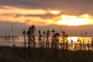 Bulanık günbatımı arka planı olan bitkilerin sığ alan derinliği