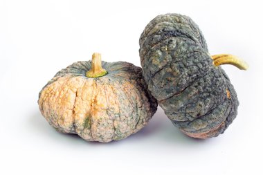 beyaz bir arka plan üzerinde kabak sebze